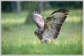 Saint Piat _25-05-2018-09-35-50_0486